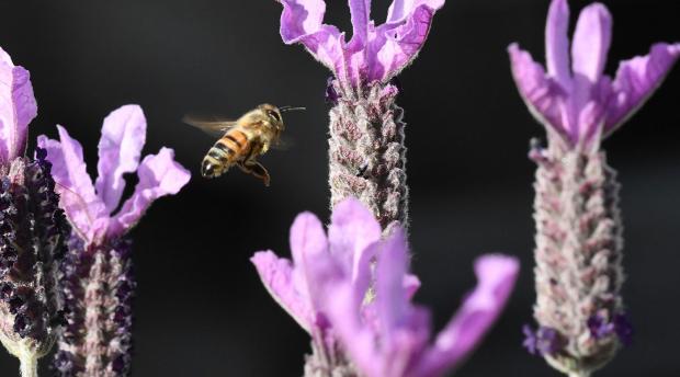A bee hovers among purple flowers