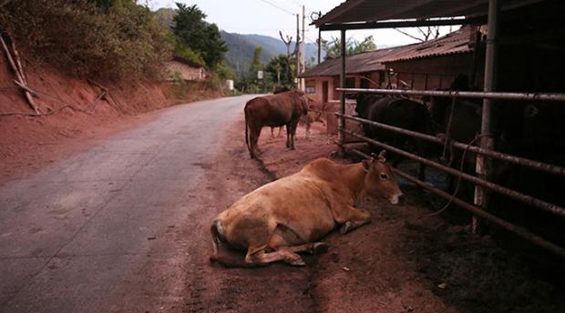 Cows by a roadside