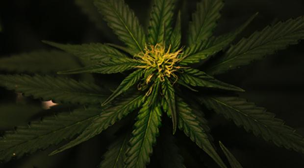 A cannabis leaf. 