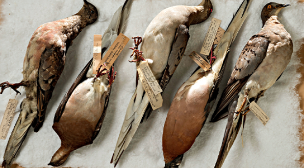 Five preserved birds on table