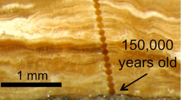 Magnified photograph of a cross-section through a 3 mm-thick pedothem soil deposit from Wyoming