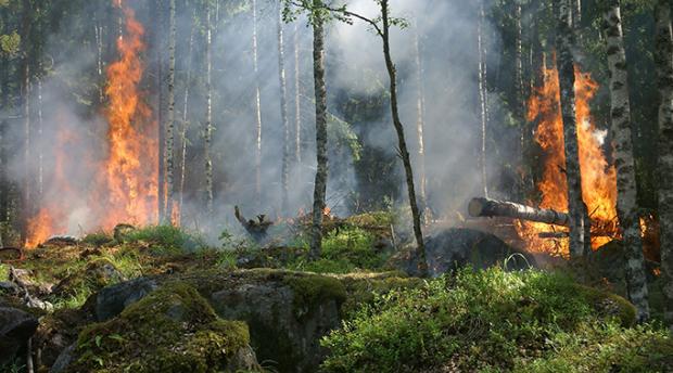 Small fire in forest understory
