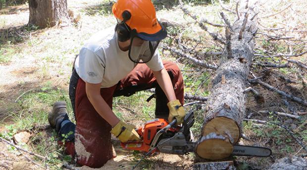 Student cutting a fallen tree trunk