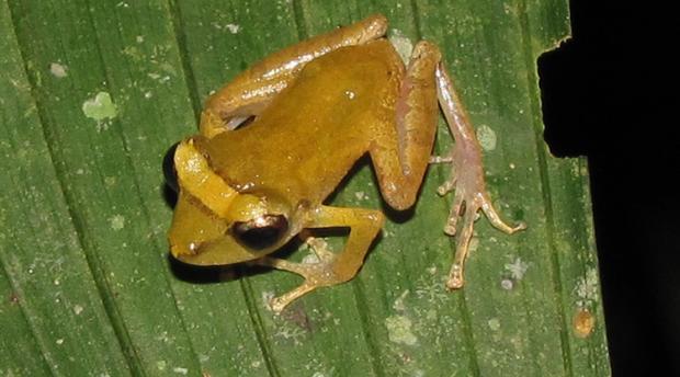 The Pygmy Main Frog