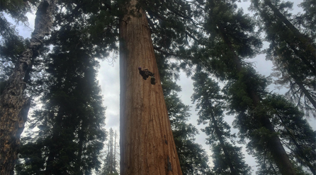 Researcher climbing high in a gian sequioa tree