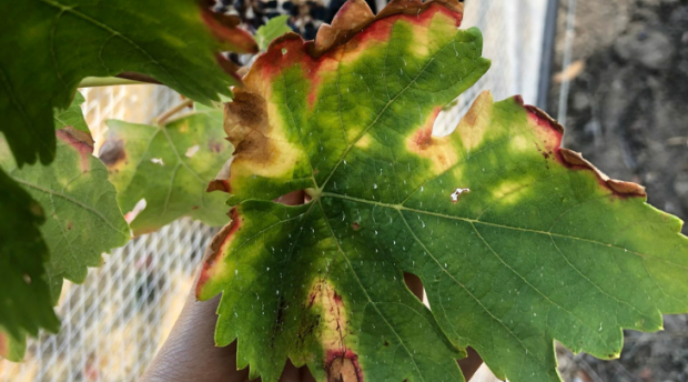 Symptomatic grapevines in a Hopland vineyard. A green leaf with wilted red and yellow edges.