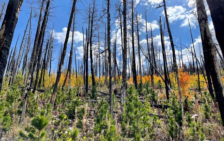 field of burned tree stumps 