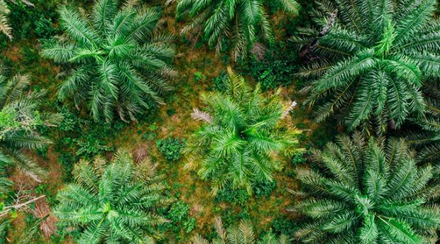 Palm oil trees from directly above