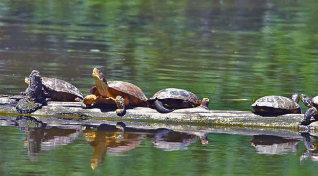 Turtles on a log in a pond. 