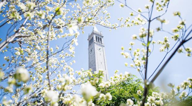 Spring flowers on a branch with Campanile in background