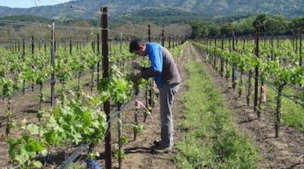 A man inspecting leaves of a grapevine in a vineyard.