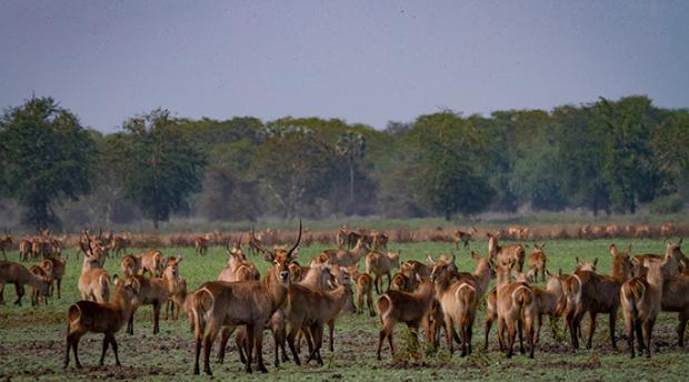Waterbuck antelope in Gorongosa National Park
