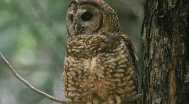 A spotted owl sitting in a tree