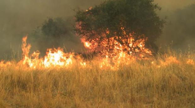 A tree and grassland caught on fire.