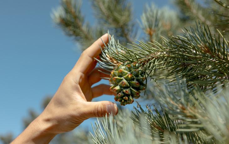 A hand reaches towards a green pine cone hanging from a branch against a clear blue sky.