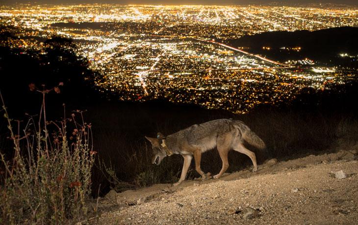 Image of coyote with collar 