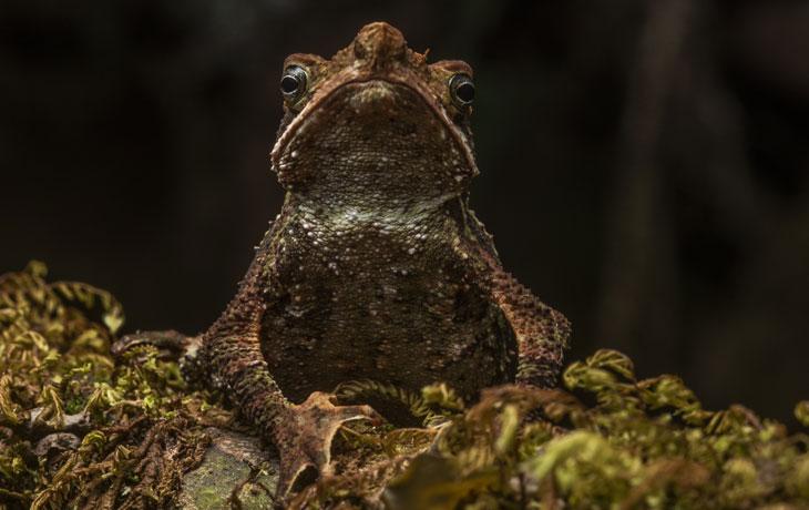 Image of a Beaked Toad (Rhinella lilyrodriguezae)