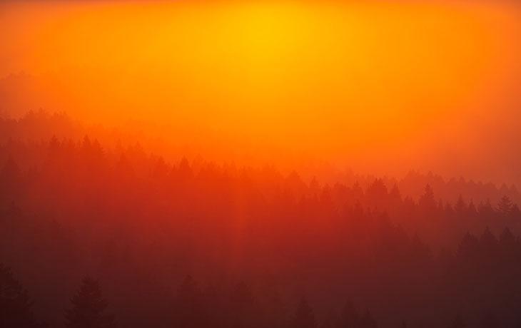 Image of a smokey forest during a wildfire