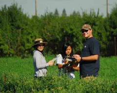 Researchers in an alfalfa field