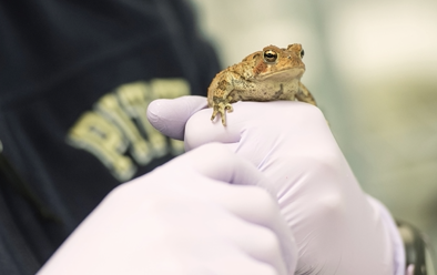 NSF funds $12.5 million for collaborative research on amphibian ...