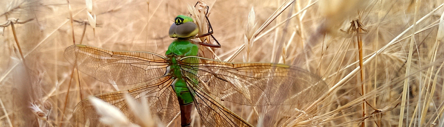 image of a dragonfly