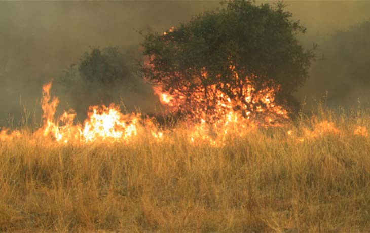 A tree and grassland caught on fire.