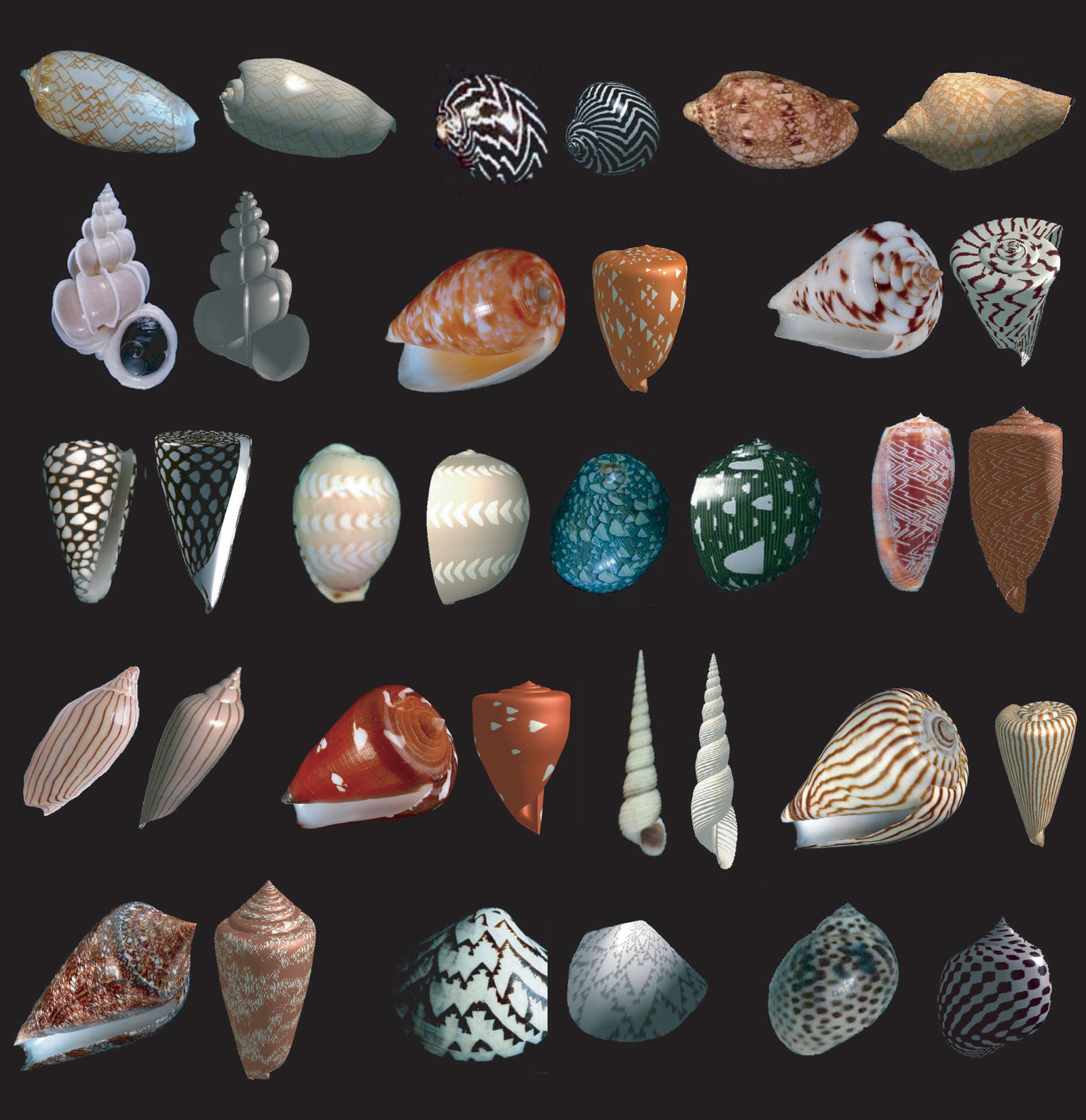 shell shapes and names