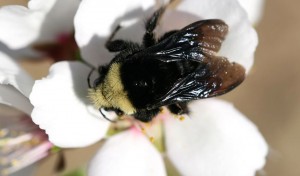 bee