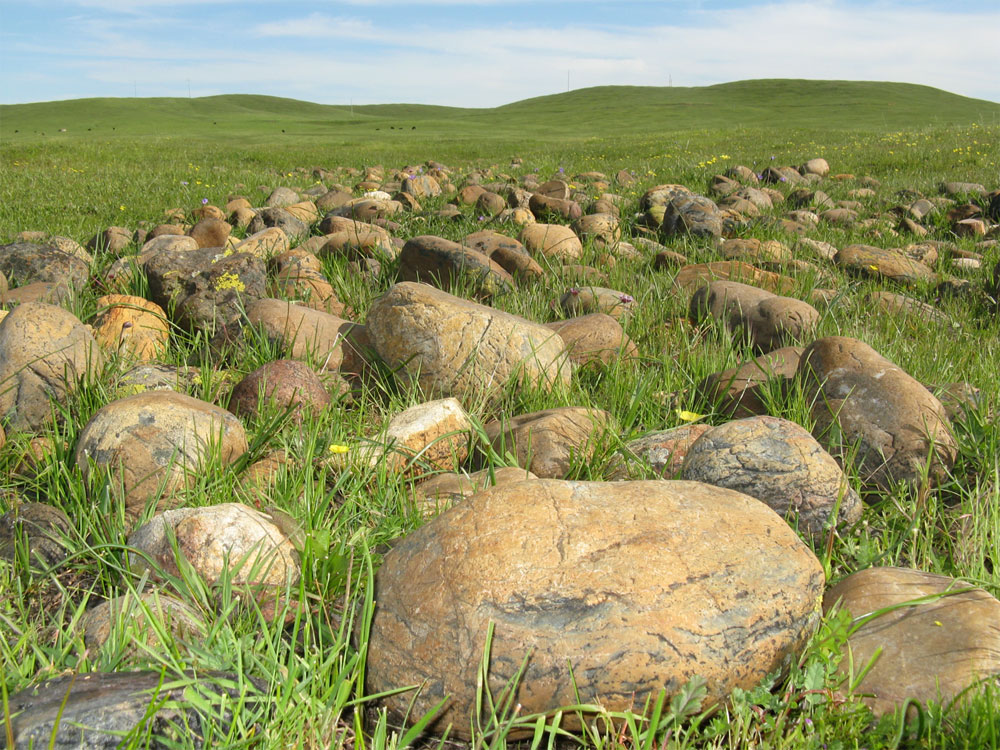 In this photo, taken about ten miles north of Merced, CA, the foreground shows the landscape of one of the oldest formations in the soil chronosequence: the approximately 1 million year-old North Merced Gravels formation. Large granitic cobbles and many unique plant and animal species are found in the vernal pools, which are directly adjacent to the small (~1m high and 10m in diameter) Mima mounds (not clearly shown in photo). The background shows the oldest formation in the chronosequence, the ~2 million year-old Laguna formation, which bears the largest and densest mounds in the chronosequence. Photo by Sarah Reed