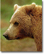 Image of a Bear