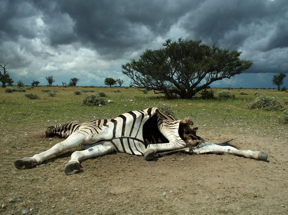 Carcass of a zebra infected with anthrax. Photo by Steve Bellan