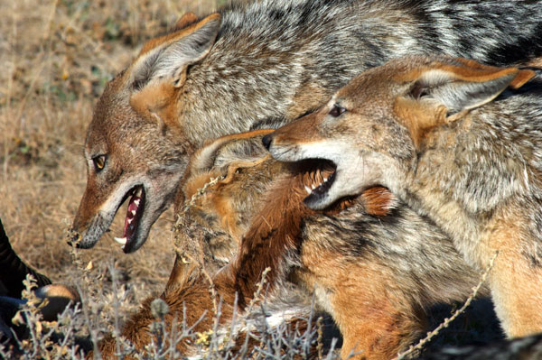 Black-backed jackals in Etosha National Park, Namibia. Photo by Steve Bellan