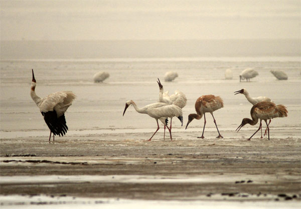 Adult and juvenile Siberian Cranes at one of the sublakes of Poyang Lake in January 2011 after heavy snowstorms. Photo by Iyrna Dronova.