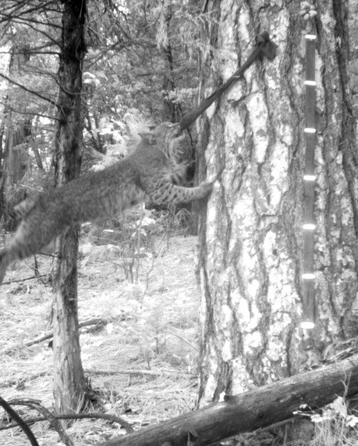 A bobcat leans against a tree to get the bait. 