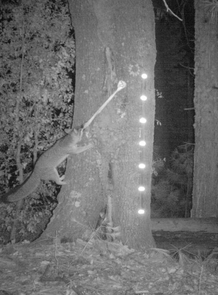 A fox also climbs a tree for the bait. 