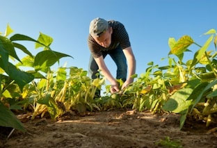 farming