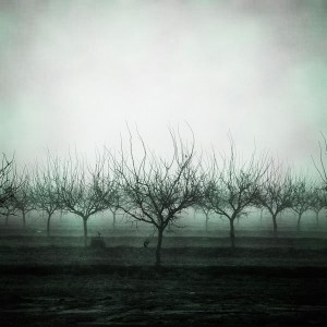 foggy orchard