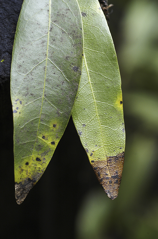 infected bay laurel leaf