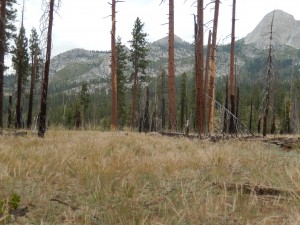 Forest with grass. 