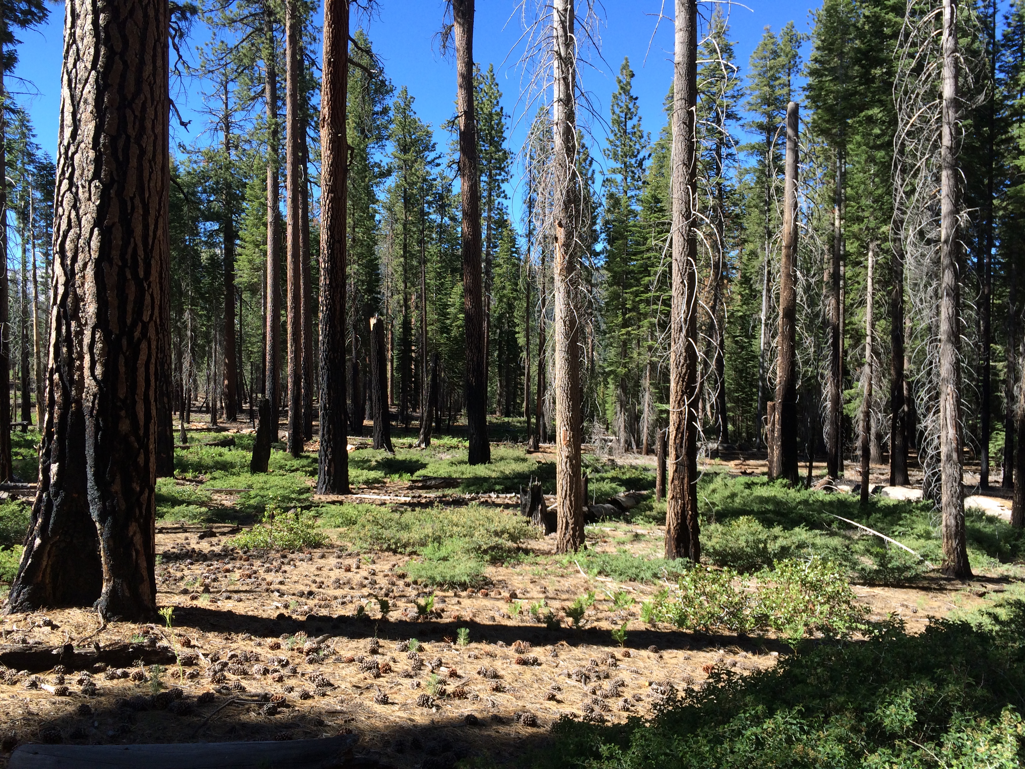 Forest with little undergrowth. 