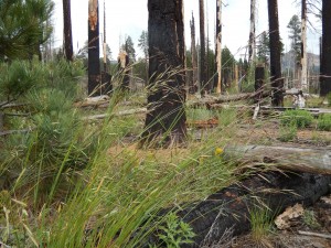 Forest with brome grasses. 