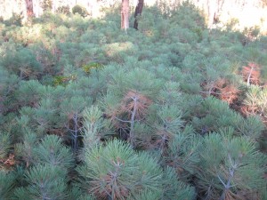 Area with baby trees. 