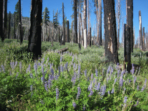 Burned forest with field of purple lupines. 