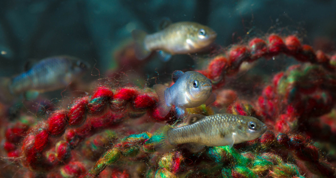 pupfish