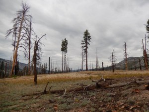 Sparse trees and grass. 