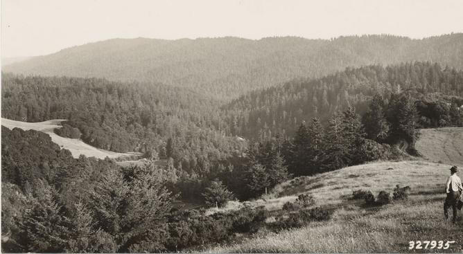 Survey photo of California vegetation in the 1930s.