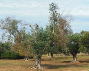 Olive Tree