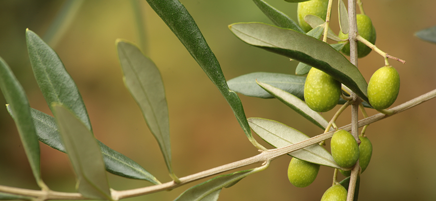 olives