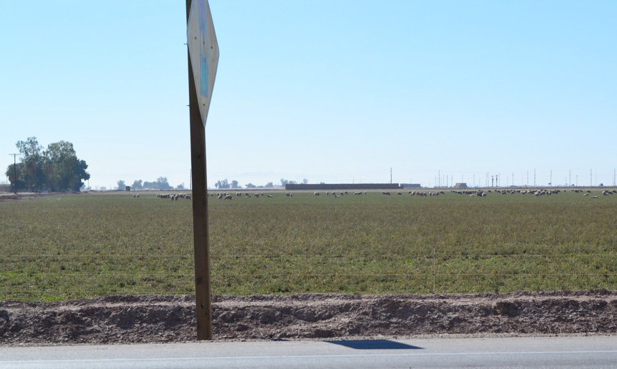 Sheep grazing in the Imperial Valley