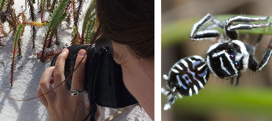 Two new spider species: 'Skeletorus' and 'Sparklemuffin'